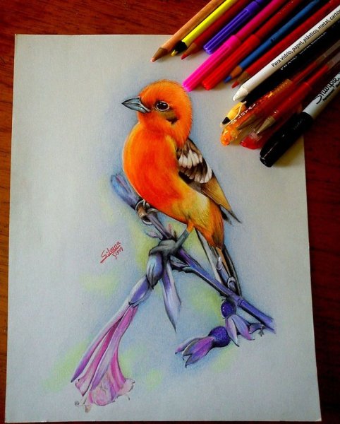 Красивые рисунки цветными карандашами