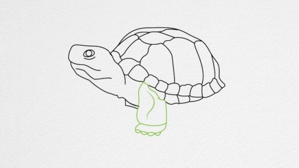 Черепаха рисунок карандашом