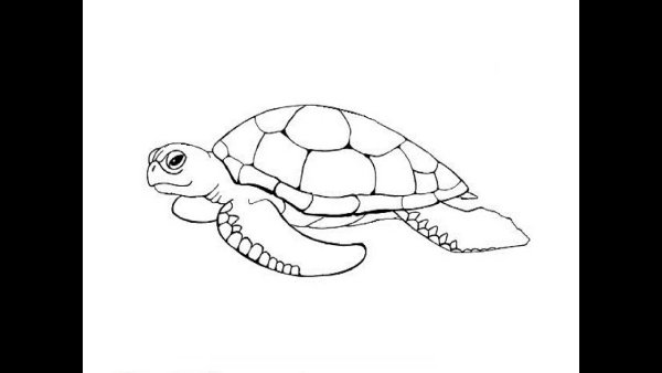 Тату Тортилла