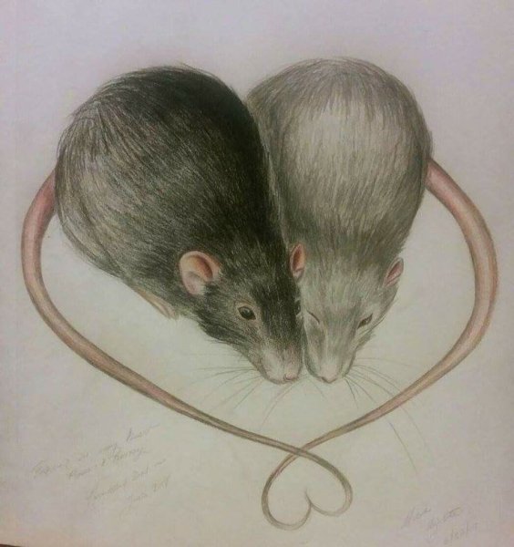 Крыса цветные карандаши