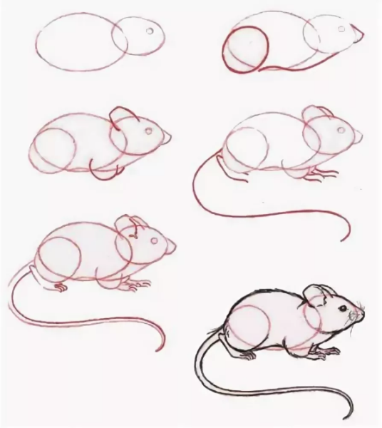 Поэтапное рисование крыса