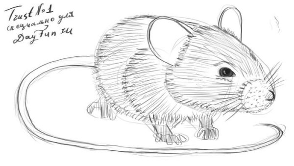 Мышка картинка карандашом
