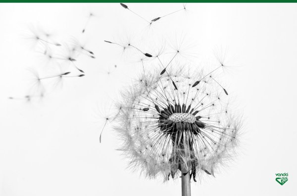 Одуванчик рисунок карандашом