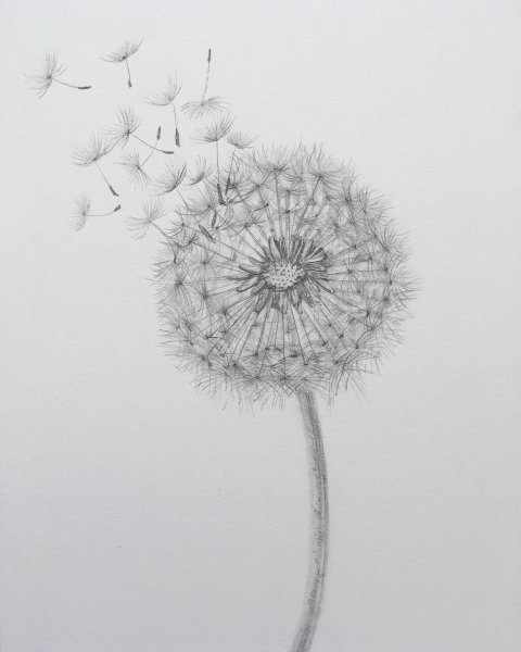 Нарисовать одуванчик карандашом