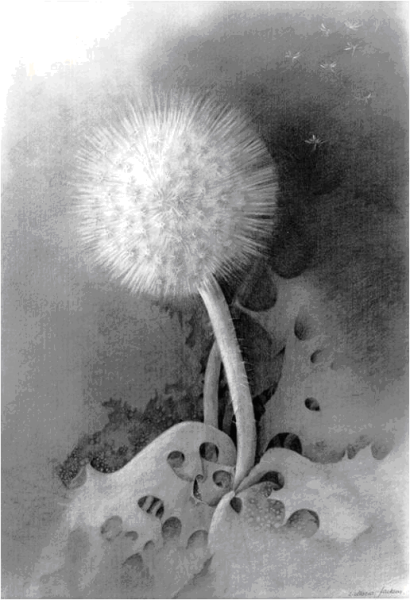 Одуванчик рисунок карандашом