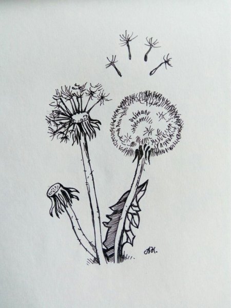 Одуванчик техника рисования карандашами