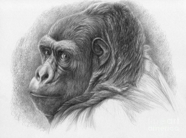 Обезьяна для срисовки