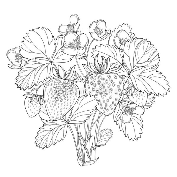 Земляника контур для рисования