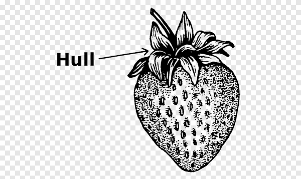 Клубника поэтапно карандашом