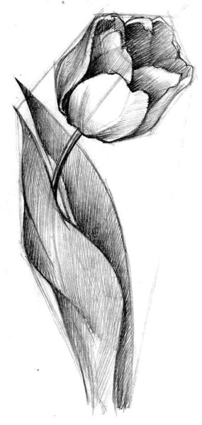 Тюльпан простым карандашом