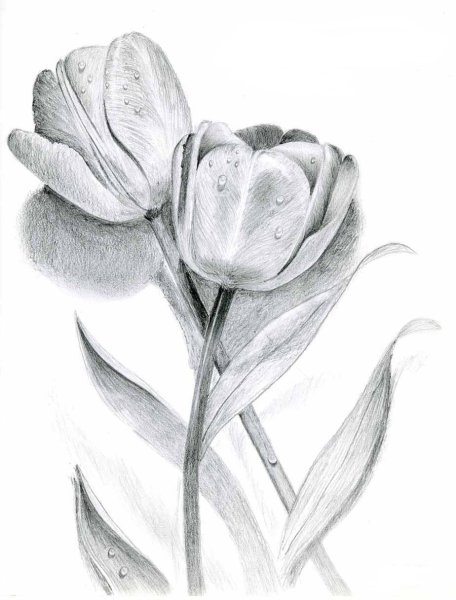 Тюльпаны карандашом поэтапно