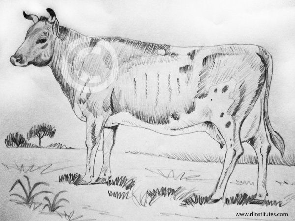 Бык карандашом