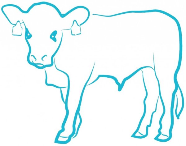 Корова набросок