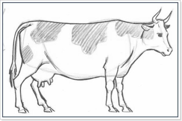 Домашние животные карандашом для срисовки