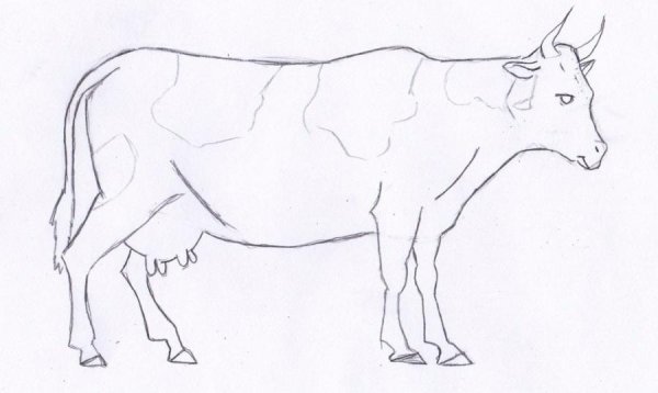 Бык раскраска