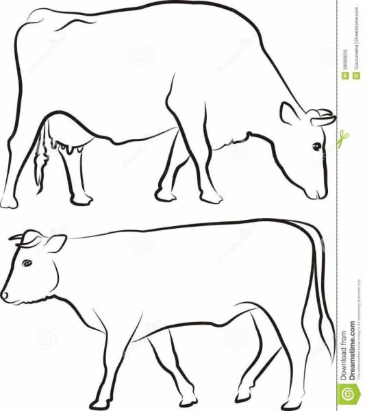 Морда быка рисунок