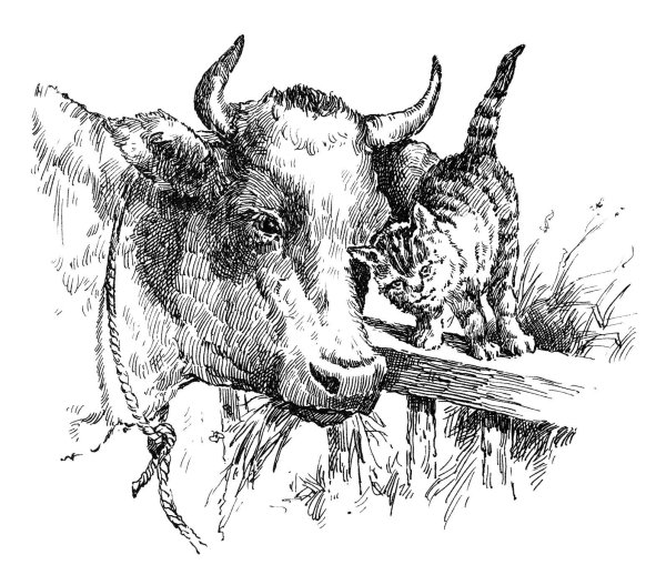 Рисунок быка карандашом для срисовки