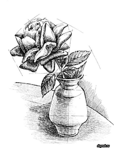 Тюльпаны рисунок