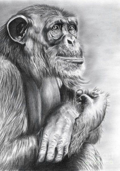 Обезьяна для детей