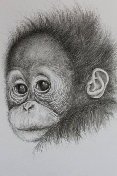 Обезьяна рисунок