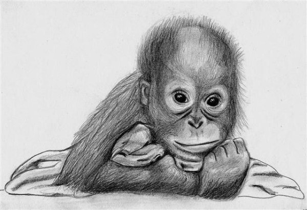 Обезьянка для рисования ребенку