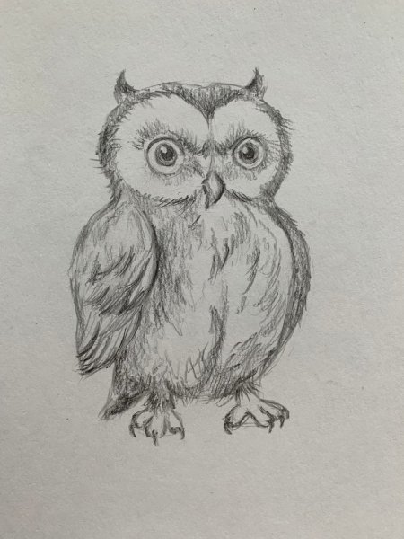 Сова карандашом