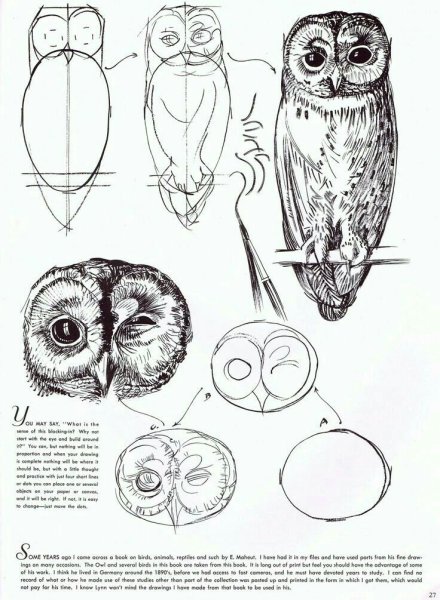 Сова сипуха анатомия