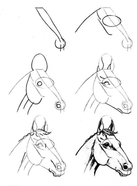 Поэтапный рисунок лошади