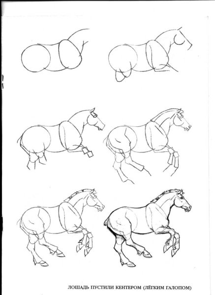 Схема рисования лошади