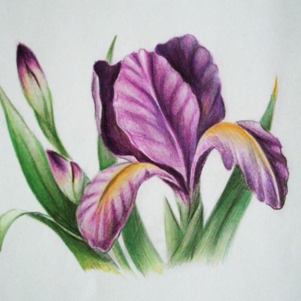 Цветы цветными карандашами