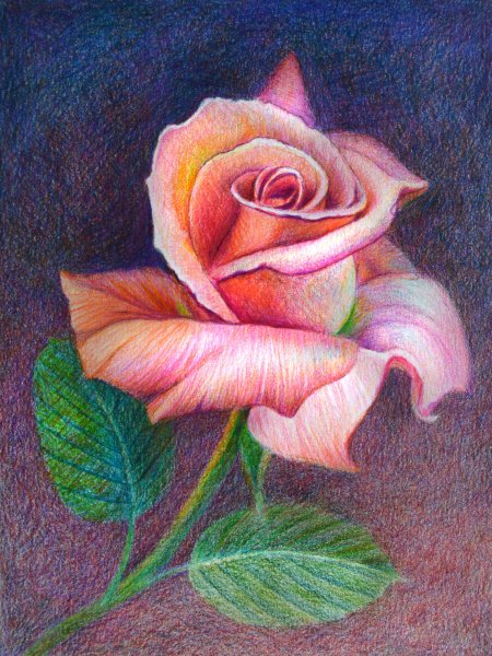 Цветы цветными карандашами