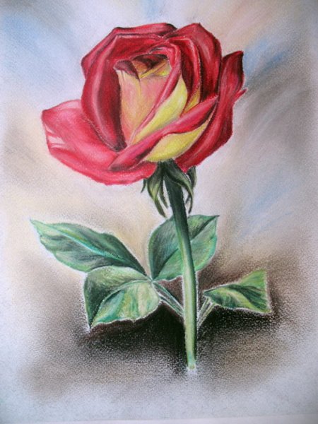 Роза цветными карандашами