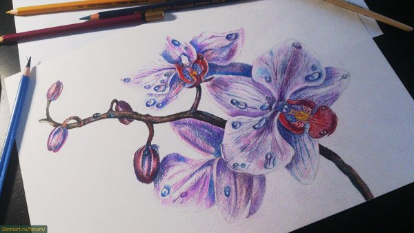 Орхидея цветными карандашами