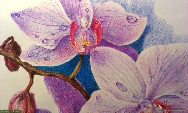 Рисунки цветными карандашами