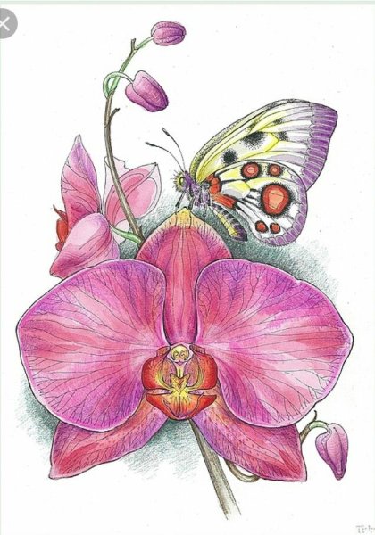 Орхидея цветными карандашами