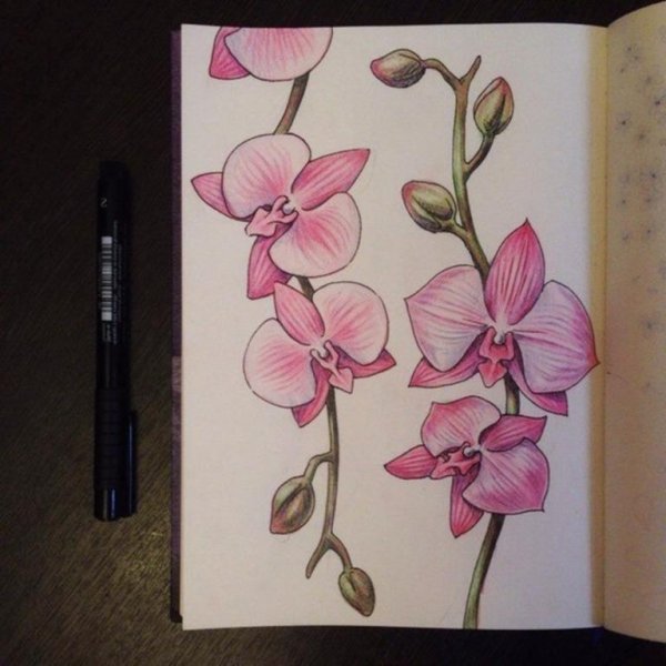 Орхидея рисунок карандашом
