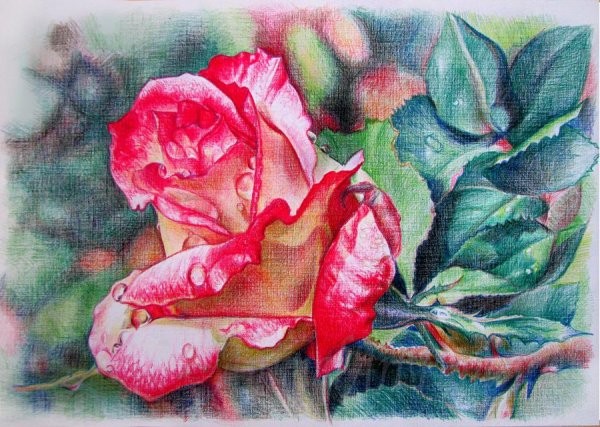 Роза цветными карандашами
