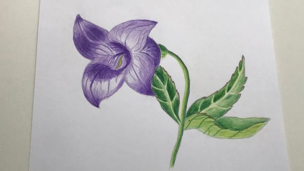 Колокольчики цветными карандашами