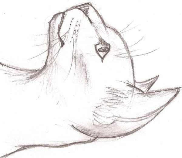 Рисунки карандашом на свободную тему легкие