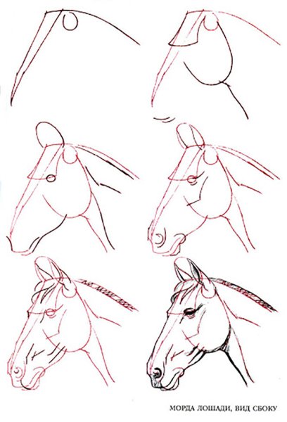 Как нарисовать лошадь поэтапно карандашом