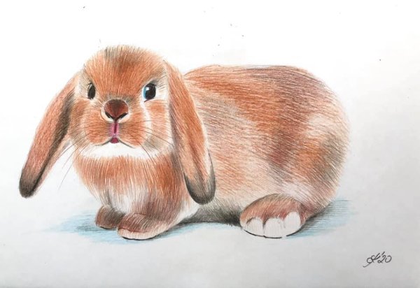 Кролик цветными карандашами