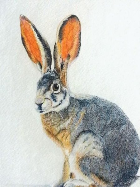 Кролик цветными карандашами