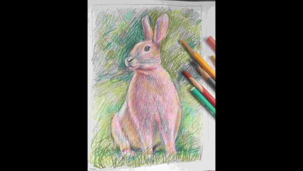 Кролик рисунок