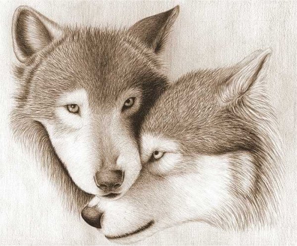 Волки карандашом пара