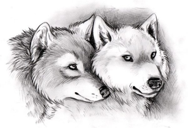 Иголка рисунок карандашом