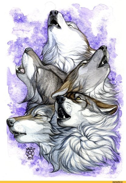 Красивые рисунки волка