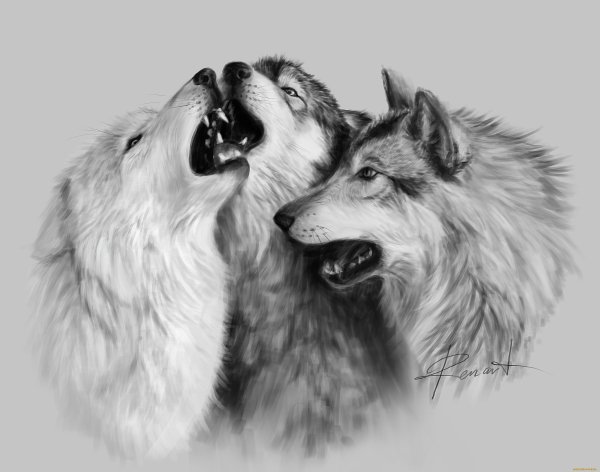 Волк и волчица рисунок