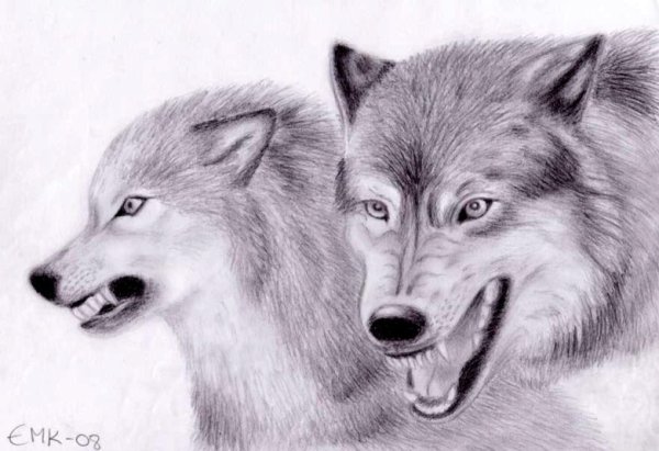 Срисовка Волков сложные