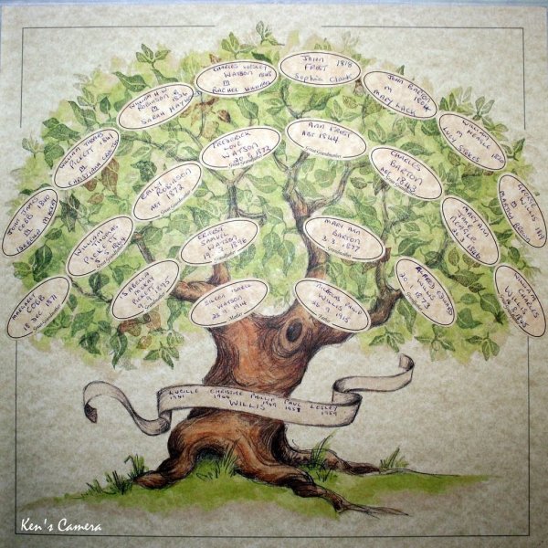 Родовое дерево рисунок