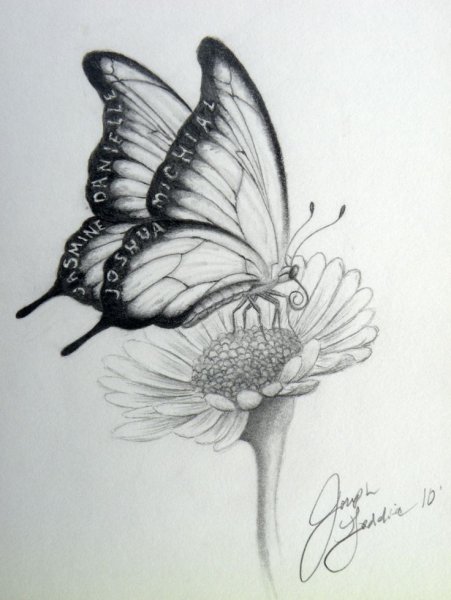 Бабочка на цветке карандашом